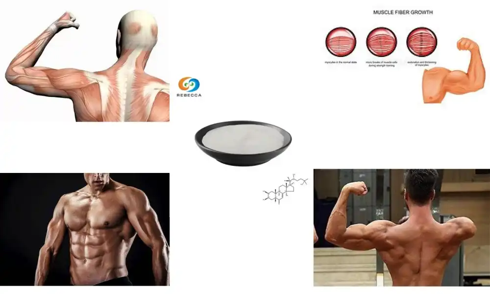 How does ecdysterone influence muscle growth mechanisms?